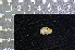  ( - IRD KMN-0043)  @11 [ ] CreativeCommons  Attribution Non-Commercial Share-Alike (2016) Yuli Sulistya Fitriana Indonesian Institute of Sciences, Museum Zoologicum Bogoriense