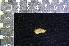  ( - IRD KMN-0043)  @11 [ ] CreativeCommons  Attribution Non-Commercial Share-Alike (2016) Yuli Sulistya Fitriana Indonesian Institute of Sciences, Museum Zoologicum Bogoriense