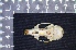  ( - IRD LAP-0004)  @11 [ ] CreativeCommons  Attribution Non-Commercial Share-Alike (2016) Yuli Sulistya Fitriana Indonesian Institute of Sciences, Museum Zoologicum Bogoriense