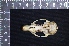  ( - IRD LAP-0015)  @11 [ ] CreativeCommons  Attribution Non-Commercial Share-Alike (2016) Yuli Sulistya Fitriana Indonesian Institute of Sciences, Museum Zoologicum Bogoriense