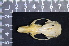  ( - IRD LAP-0016)  @11 [ ] CreativeCommons  Attribution Non-Commercial Share-Alike (2016) Yuli Sulistya Fitriana Indonesian Institute of Sciences, Museum Zoologicum Bogoriense
