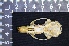  ( - IRD LAP-0016)  @11 [ ] CreativeCommons  Attribution Non-Commercial Share-Alike (2016) Yuli Sulistya Fitriana Indonesian Institute of Sciences, Museum Zoologicum Bogoriense