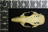  ( - IRD LAP-0010)  @11 [ ] CreativeCommons  Attribution Non-Commercial Share-Alike (2016) Yuli Sulistya Fitriana Indonesian Institute of Sciences, Museum Zoologicum Bogoriense