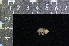  ( - IRD LSW-0050)  @11 [ ] CreativeCommons  Attribution Non-Commercial Share-Alike (2016) Yuli Sulistya Fitriana Indonesian Institute of Sciences, Museum Zoologicum Bogoriense