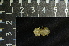  ( - IRD LSW-0096)  @11 [ ] CreativeCommons  Attribution Non-Commercial Share-Alike (2016) Yuli Sulistya Fitriana Indonesian Institute of Sciences, Museum Zoologicum Bogoriense