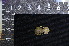  ( - IRD LSW-0098)  @11 [ ] CreativeCommons  Attribution Non-Commercial Share-Alike (2016) Yuli Sulistya Fitriana Indonesian Institute of Sciences, Museum Zoologicum Bogoriense