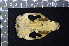  (Phalangerinae - IRD LGS-0001)  @11 [ ] CreativeCommons  Attribution Non-Commercial Share-Alike (2016) Yuli Sulistya Fitriana Indonesian Institute of Sciences, Museum Zoologicum Bogoriense