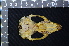  ( - IRD LGS-0003)  @11 [ ] CreativeCommons  Attribution Non-Commercial Share-Alike (2016) Yuli Sulistya Fitriana Indonesian Institute of Sciences, Museum Zoologicum Bogoriense
