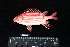  ( - IRD BMF-202.2)  @11 [ ] CreativeCommons  Attribution Non-Commercial Share-Alike (2016) Gino LIMMON Universitas Pattimura