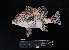  ( - IRD BMF-272.2)  @11 [ ] CreativeCommons  Attribution Non-Commercial Share-Alike (2016) Gino LIMMON Universitas Pattimura