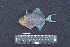  ( - IRD BMF-334.2)  @11 [ ] CreativeCommons  Attribution Non-Commercial Share-Alike (2016) Gino LIMMON Universitas Pattimura