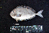  ( - IRD BMF-362.2)  @11 [ ] CreativeCommons  Attribution Non-Commercial Share-Alike (2016) Gino LIMMON Universitas Pattimura