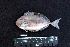  ( - IRD BMF-363.2)  @11 [ ] CreativeCommons  Attribution Non-Commercial Share-Alike (2016) Gino LIMMON Universitas Pattimura