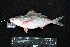  ( - IRD BMF-382.2)  @11 [ ] CreativeCommons  Attribution Non-Commercial Share-Alike (2016) Gino LIMMON Universitas Pattimura