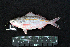 ( - IRD BMF-383.2)  @11 [ ] CreativeCommons  Attribution Non-Commercial Share-Alike (2016) Gino LIMMON Universitas Pattimura