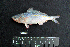  ( - IRD BMF-104.2)  @11 [ ] CreativeCommons  Attribution Non-Commercial Share-Alike (2016) Gino LIMMON Universitas Pattimura