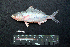  ( - IRD BMF-106.2)  @11 [ ] CreativeCommons  Attribution Non-Commercial Share-Alike (2016) Gino LIMMON Universitas Pattimura