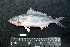  ( - IRD BMF-107.2)  @11 [ ] CreativeCommons  Attribution Non-Commercial Share-Alike (2016) Gino LIMMON Universitas Pattimura
