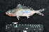  ( - IRD BMF-108.2)  @11 [ ] CreativeCommons  Attribution Non-Commercial Share-Alike (2016) Gino LIMMON Universitas Pattimura