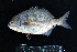  ( - IRD BMF-194.2)  @11 [ ] CreativeCommons  Attribution Non-Commercial Share-Alike (2016) Gino LIMMON Universitas Pattimura