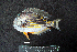  ( - IRD BMF-387.2)  @11 [ ] CreativeCommons  Attribution Non-Commercial Share-Alike (2016) Gino LIMMON Universitas Pattimura
