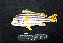  ( - IRD BMF-566.2)  @11 [ ] CreativeCommons  Attribution Non-Commercial Share-Alike (2016) Gino LIMMON Universitas Pattimura