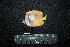  ( - IRD BMF-621.2)  @11 [ ] CreativeCommons  Attribution Non-Commercial Share-Alike (2016) Gino LIMMON Universitas Pattimura