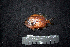  ( - IRD BMF-623.2)  @11 [ ] CreativeCommons  Attribution Non-Commercial Share-Alike (2016) Gino LIMMON Universitas Pattimura
