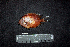  ( - IRD BMF-624.2)  @11 [ ] CreativeCommons  Attribution Non-Commercial Share-Alike (2016) Gino LIMMON Universitas Pattimura
