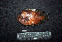  ( - IRD BMF-625.2)  @11 [ ] CreativeCommons  Attribution Non-Commercial Share-Alike (2016) Gino LIMMON Universitas Pattimura