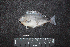  ( - IRD BMF-750.2)  @11 [ ] CreativeCommons  Attribution Non-Commercial Share-Alike (2016) Gino LIMMON Universitas Pattimura