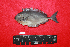  ( - IRD BMF-751.2)  @11 [ ] CreativeCommons  Attribution Non-Commercial Share-Alike (2016) Gino LIMMON Universitas Pattimura