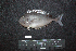  ( - IRD BMF-752.2)  @11 [ ] CreativeCommons  Attribution Non-Commercial Share-Alike (2016) Gino LIMMON Universitas Pattimura