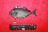  ( - IRD BMF-753.2)  @11 [ ] CreativeCommons  Attribution Non-Commercial Share-Alike (2016) Gino LIMMON Universitas Pattimura