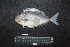  ( - IRD BMF-754.2)  @11 [ ] CreativeCommons  Attribution Non-Commercial Share-Alike (2016) Gino LIMMON Universitas Pattimura