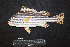  ( - IRD BMF-762.2)  @11 [ ] CreativeCommons  Attribution Non-Commercial Share-Alike (2016) Gino LIMMON Universitas Pattimura
