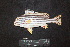  ( - IRD BMF-763.2)  @11 [ ] CreativeCommons  Attribution Non-Commercial Share-Alike (2016) Gino LIMMON Universitas Pattimura