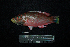  ( - IRD BMF-236.2)  @11 [ ] CreativeCommons  Attribution Non-Commercial Share-Alike (2016) Gino LIMMON Universitas Pattimura