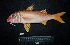  ( - IRD BMF-257.2)  @11 [ ] CreativeCommons  Attribution Non-Commercial Share-Alike (2016) Gino LIMMON Universitas Pattimura