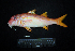  ( - IRD BMF-259.2)  @11 [ ] CreativeCommons  Attribution Non-Commercial Share-Alike (2016) Gino LIMMON Universitas Pattimura