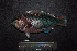  ( - IRD BMF-262.2)  @11 [ ] CreativeCommons  Attribution Non-Commercial Share-Alike (2016) Gino LIMMON Universitas Pattimura