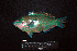  ( - IRD BMF-263.2)  @11 [ ] CreativeCommons  Attribution Non-Commercial Share-Alike (2016) Gino LIMMON Universitas Pattimura