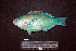  ( - IRD BMF-264.2)  @11 [ ] CreativeCommons  Attribution Non-Commercial Share-Alike (2016) Gino LIMMON Universitas Pattimura