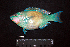  ( - IRD BMF-265.2)  @11 [ ] CreativeCommons  Attribution Non-Commercial Share-Alike (2016) Gino LIMMON Universitas Pattimura