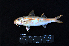  ( - IRD BMF-278.2)  @11 [ ] CreativeCommons  Attribution Non-Commercial Share-Alike (2016) Gino LIMMON Universitas Pattimura