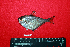  ( - IRD BMF-354.2)  @11 [ ] CreativeCommons  Attribution Non-Commercial Share-Alike (2016) Gino LIMMON Universitas Pattimura