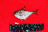  ( - IRD BMF-355.2)  @11 [ ] CreativeCommons  Attribution Non-Commercial Share-Alike (2016) Gino LIMMON Universitas Pattimura