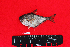  ( - IRD BMF-356.2)  @11 [ ] CreativeCommons  Attribution Non-Commercial Share-Alike (2016) Gino LIMMON Universitas Pattimura