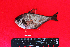  ( - IRD BMF-358.2)  @11 [ ] CreativeCommons  Attribution Non-Commercial Share-Alike (2016) Gino LIMMON Universitas Pattimura
