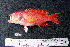  ( - IRD BMF-11.2)  @11 [ ] CreativeCommons  Attribution Non-Commercial Share-Alike (2016) Gino LIMMON Universitas Pattimura